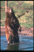 100060 Black Bear (Brown Phase), Standing Erect In Water A4 Photo Print