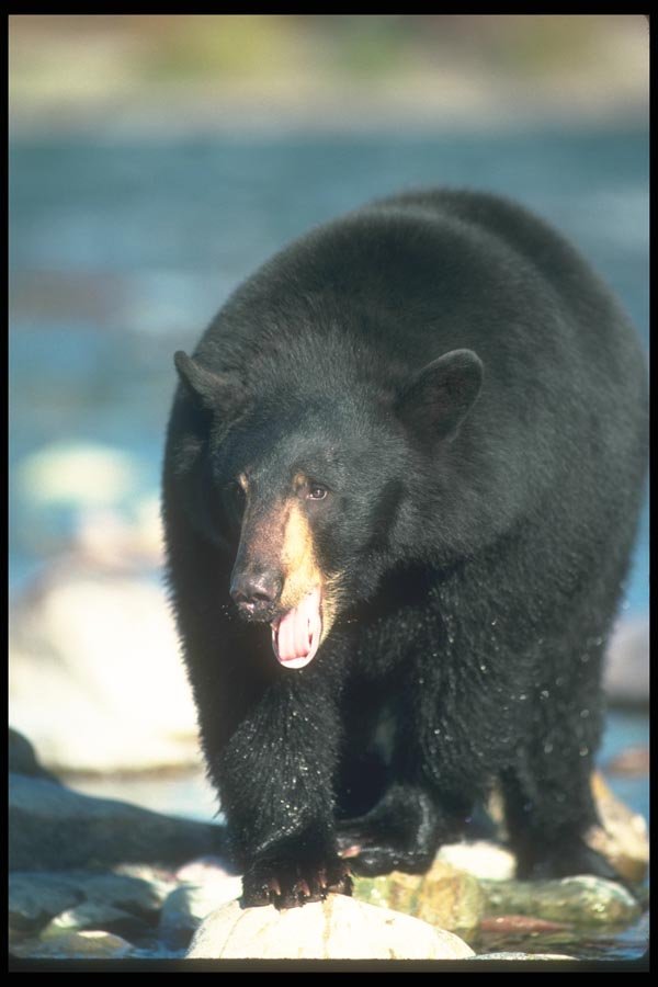 100061 Black Bear Close Up  A4 Photo Print