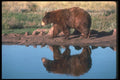 100062 Black Bear (Brown Phase), Reflected In Water A4 Photo Print