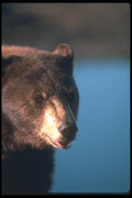 100063 Black Bear (Brown Phase), Tight Head Shot A4 Photo Print