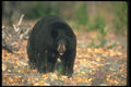 100064 Black Bear In Leaf Strewn Forest A4 Photo Print