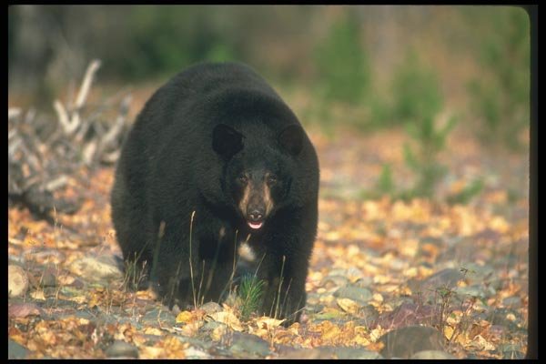100064 Black Bear In Leaf Strewn Forest A4 Photo Print