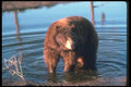 100065 Black Bear (Brown Phase), In Water A4 Photo Print