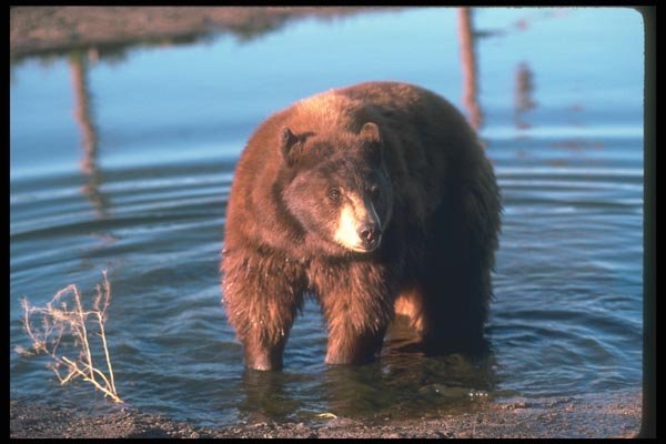 100065 Black Bear (Brown Phase), In Water A4 Photo Print