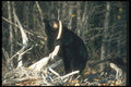 100066 Black Bear Standing Up A4 Photo Print