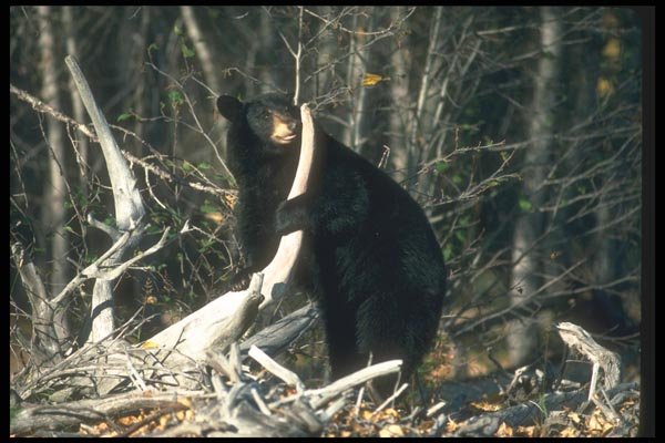 100066 Black Bear Standing Up A4 Photo Print