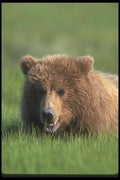 100067 Grizzly Bear In Meadow A4 Photo Print