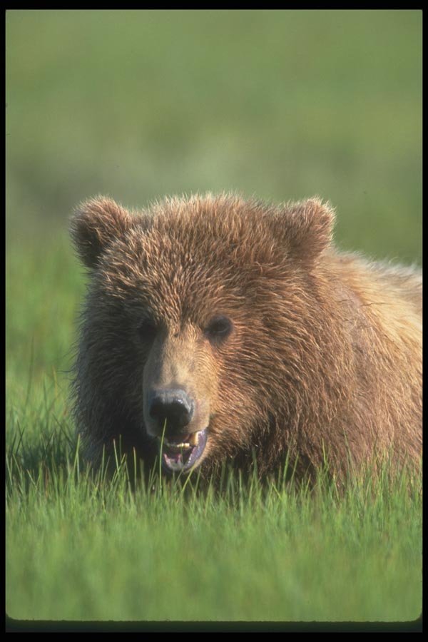 100067 Grizzly Bear In Meadow A4 Photo Print