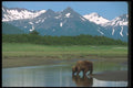 100068 Grizzly Bear Drinking A4 Photo Print