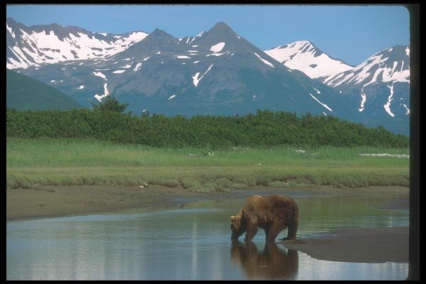 100068 Grizzly Bear Drinking A4 Photo Print