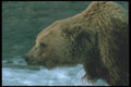 100069 Alaskan Brown Bear A4 Photo Print
