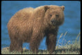 100070 Grizzly Bear In Meadow A4 Photo Print