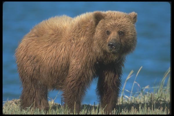 100070 Grizzly Bear In Meadow A4 Photo Print