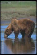 100071 Grizzly Bear Drinking A4 Photo Print