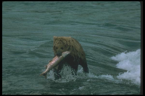 100072 Alaskan Brown Bear Carrying Salmon A4 Photo Print