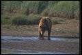 100073 Grizzly Bear In Meadow A4 Photo Print