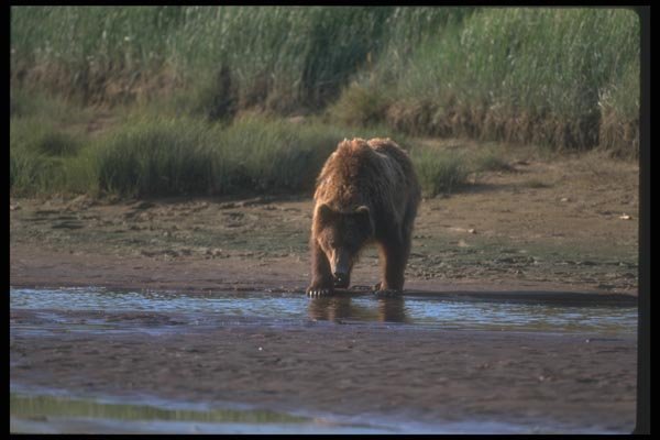 100073 Grizzly Bear In Meadow A4 Photo Print