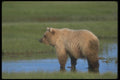 100074 Grizzly Bear In Shallow Water A4 Photo Print