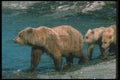 100075 Alaskan Brown Bear Sow With Yearling Cubs A4 Photo Print