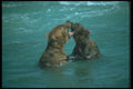 100076 Alaskan Brown Bears Fighting In Water A4 Photo Print