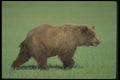 100077 Grizzly Bear In Meadow A4 Photo Print