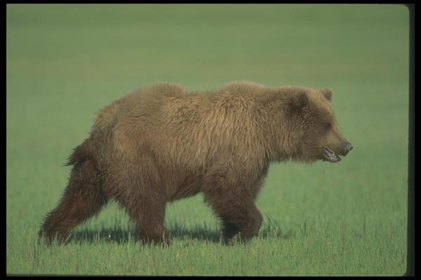 100077 Grizzly Bear In Meadow A4 Photo Print