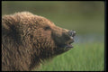 100078 Grizzly Bear, Head Shot A4 Photo Print