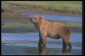 100079 Grizzly Bear In River A4 Photo Print