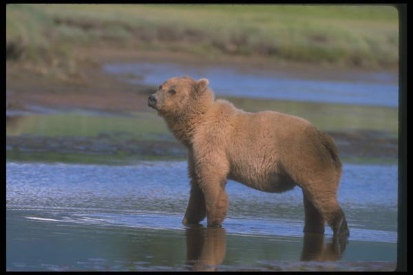 100079 Grizzly Bear In River A4 Photo Print