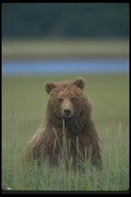 100080 Grizzly Bear In Meadow A4 Photo Print