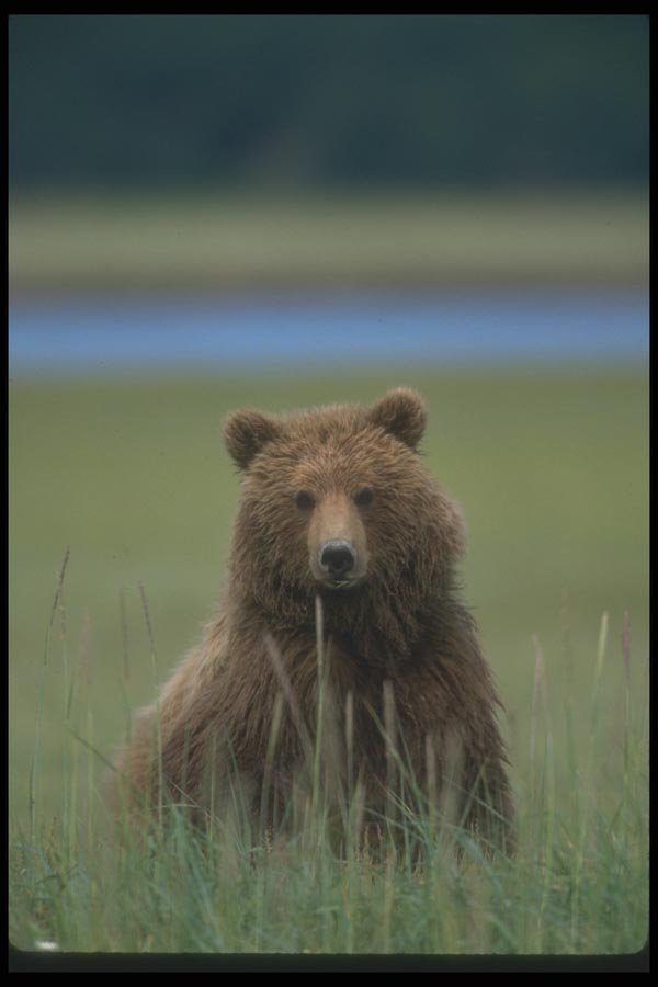 100080 Grizzly Bear In Meadow A4 Photo Print