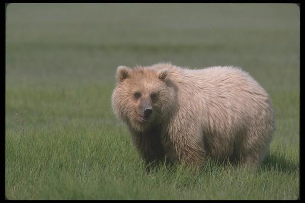 100081 Grizzly Bear In Meadow A4 Photo Print