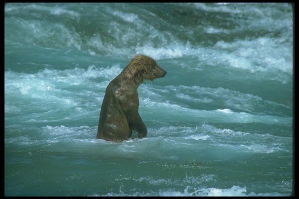 100082 Alaskan Brown Bear Fishing For Salmon A4 Photo Print