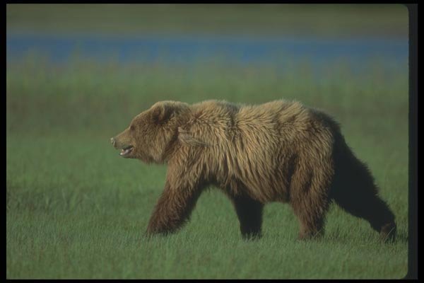 100083 Grizzly Bear In Meadow A4 Photo Print