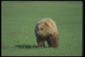 100084 Grizzly Bear In Meadow A4 Photo Print