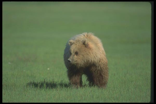100084 Grizzly Bear In Meadow A4 Photo Print