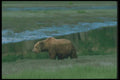 100085 Grizzly Bear Near Wilderness Stream A4 Photo Print