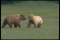 100086 Grizzly Bears Courting A4 Photo Print