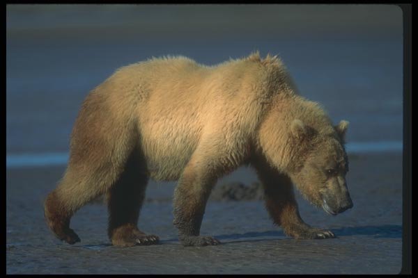 100087 Grizzly Bear On Tidal Beach A4 Photo Print