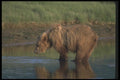 100088 Grizzly Bear In River A4 Photo Print