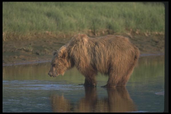 100088 Grizzly Bear In River A4 Photo Print