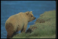 100089 Grizzly Bear In River A4 Photo Print