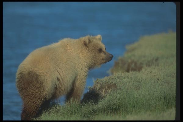 100089 Grizzly Bear In River A4 Photo Print
