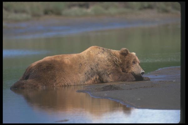 100090 Grizzly Bear Lying On Sandbar A4 Photo Print