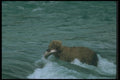 100091 Alaskan Brown Bear Carrying Dog Salmon A4 Photo Print