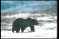 100092 Grizzly Bear On Snow A4 Photo Print
