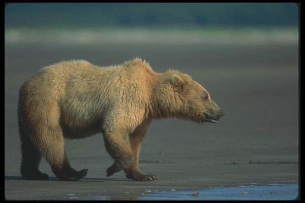 100093 Grizzly Bear On Tidal Beach A4 Photo Print