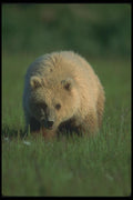 100094 Grizzly Bear In Meadow A4 Photo Print