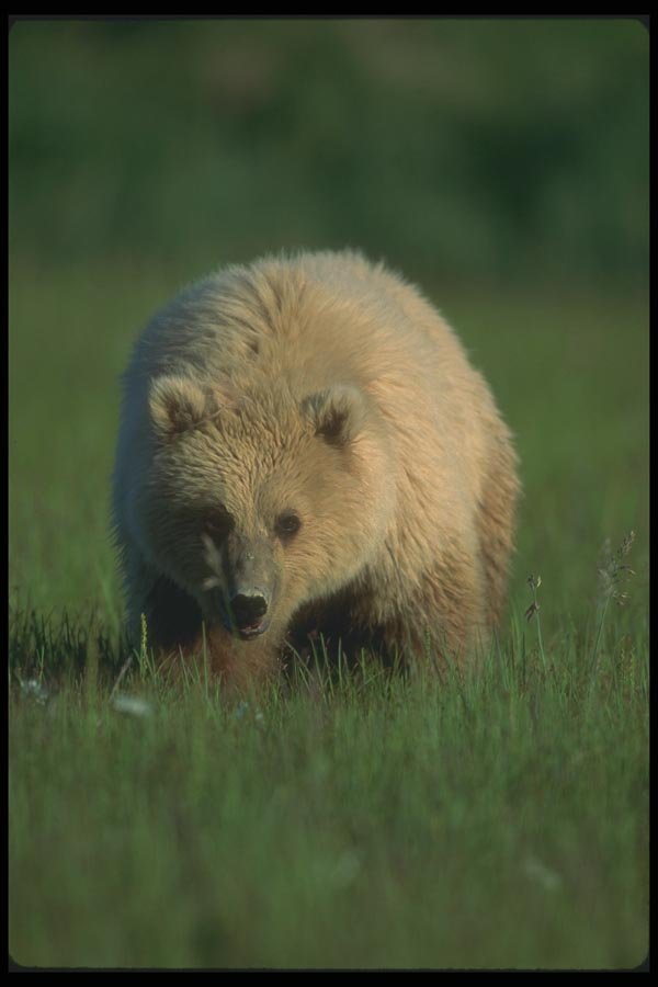 100094 Grizzly Bear In Meadow A4 Photo Print