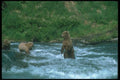 100095 Alaskan Brown Bear Fishing For Salmon With Yearling Cubs A4 Photo Print